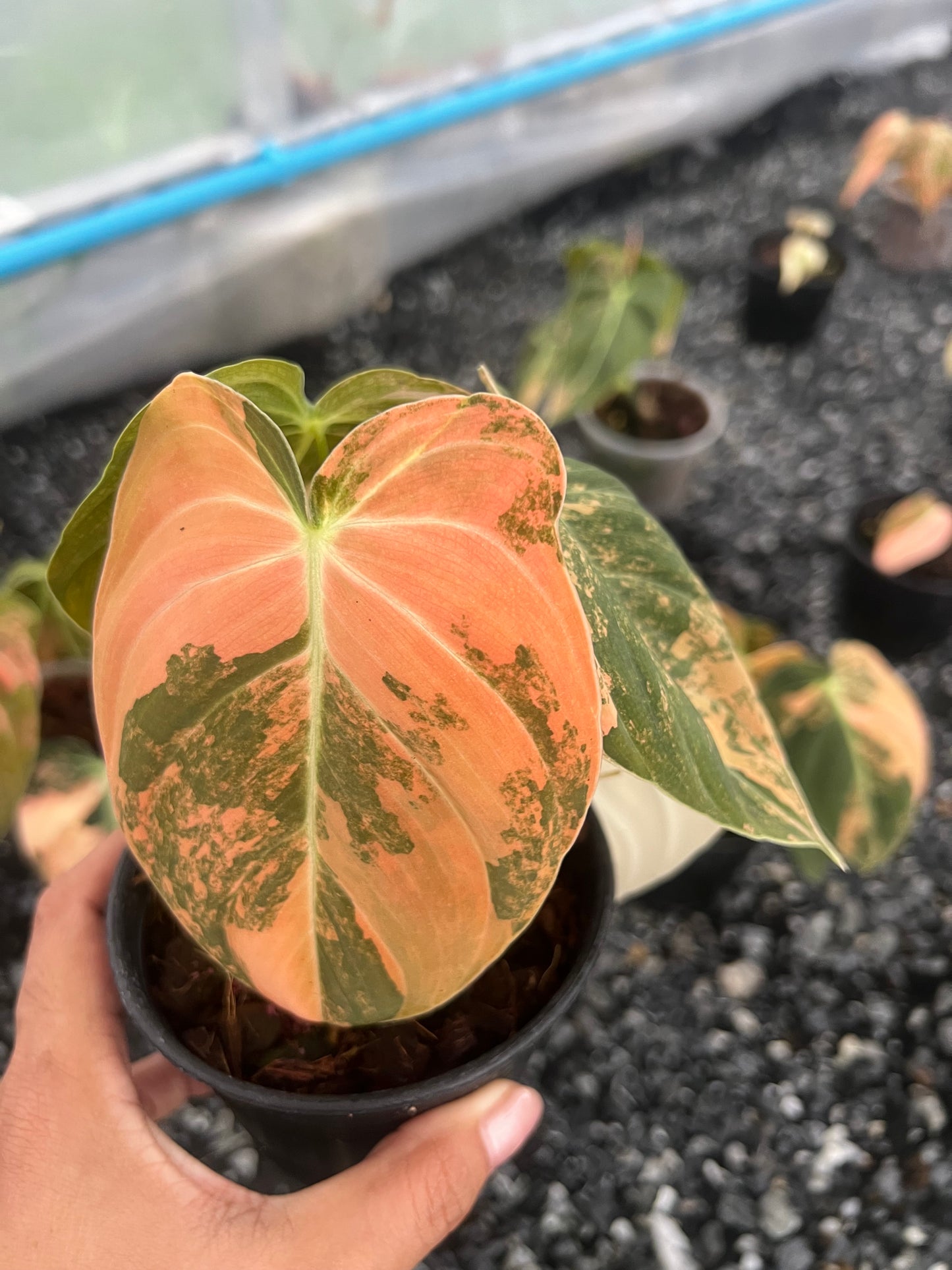 Philodendron Melanochrysum Orange Variegated