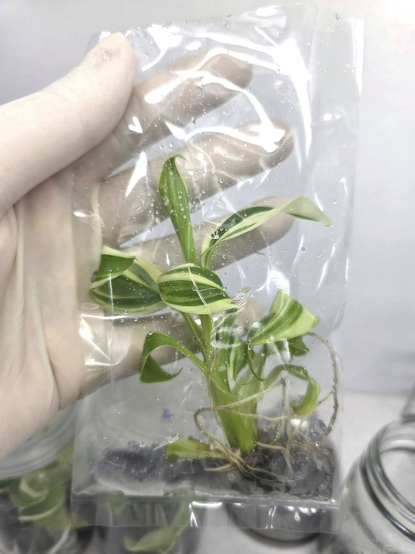 Musa Banana Pink Variegated “Nono” – Plant Tissue Culture (Wholesale) Set of 50 Plants
