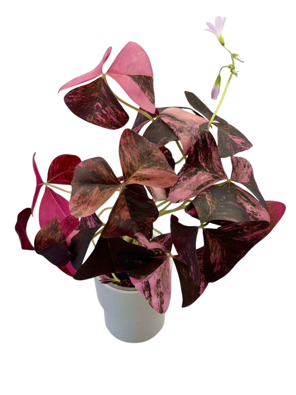 Oxalis Triangularis Variegated