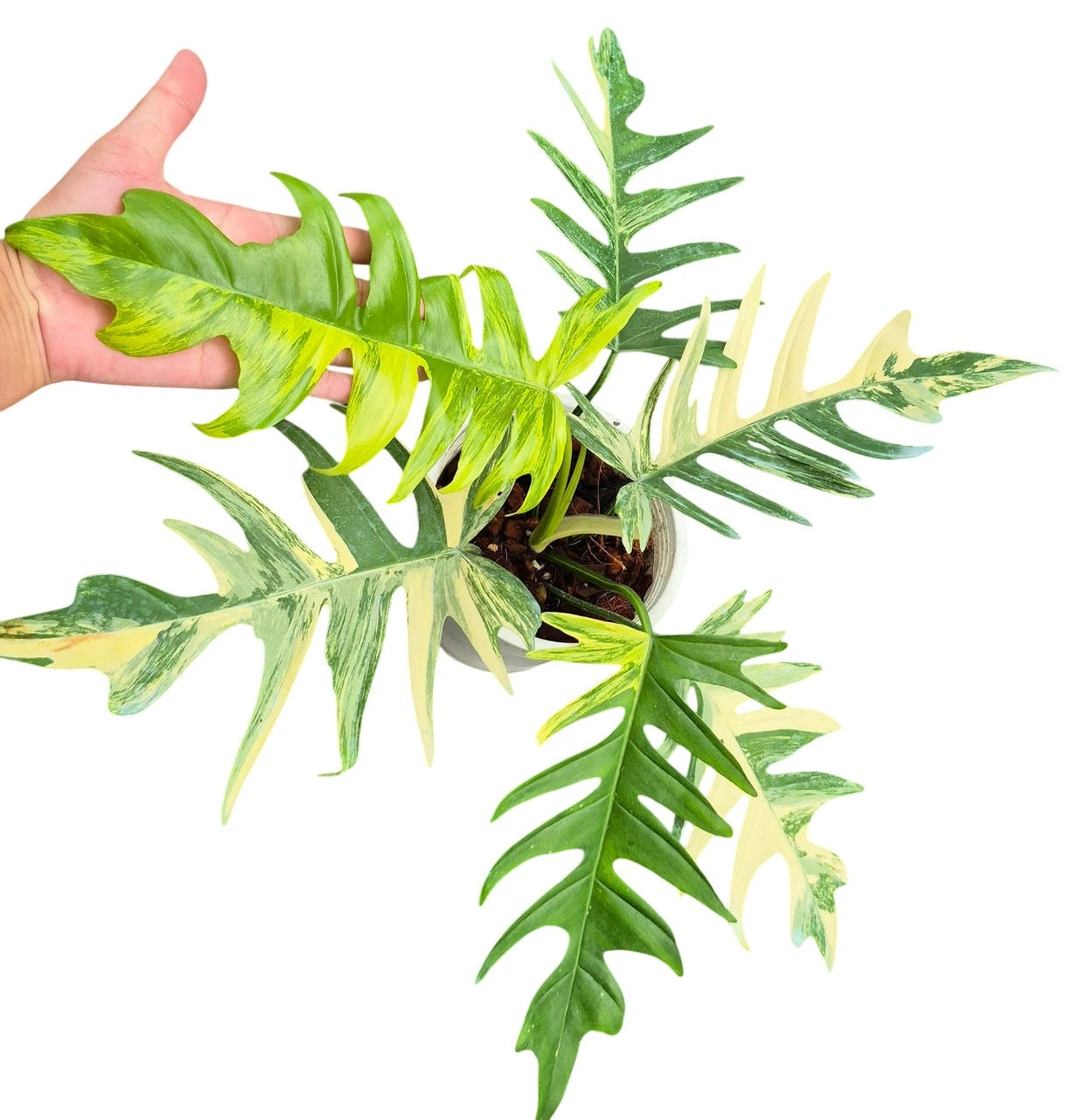 Philodendron Florida Beauty x Tortum Hybrid Variegated
