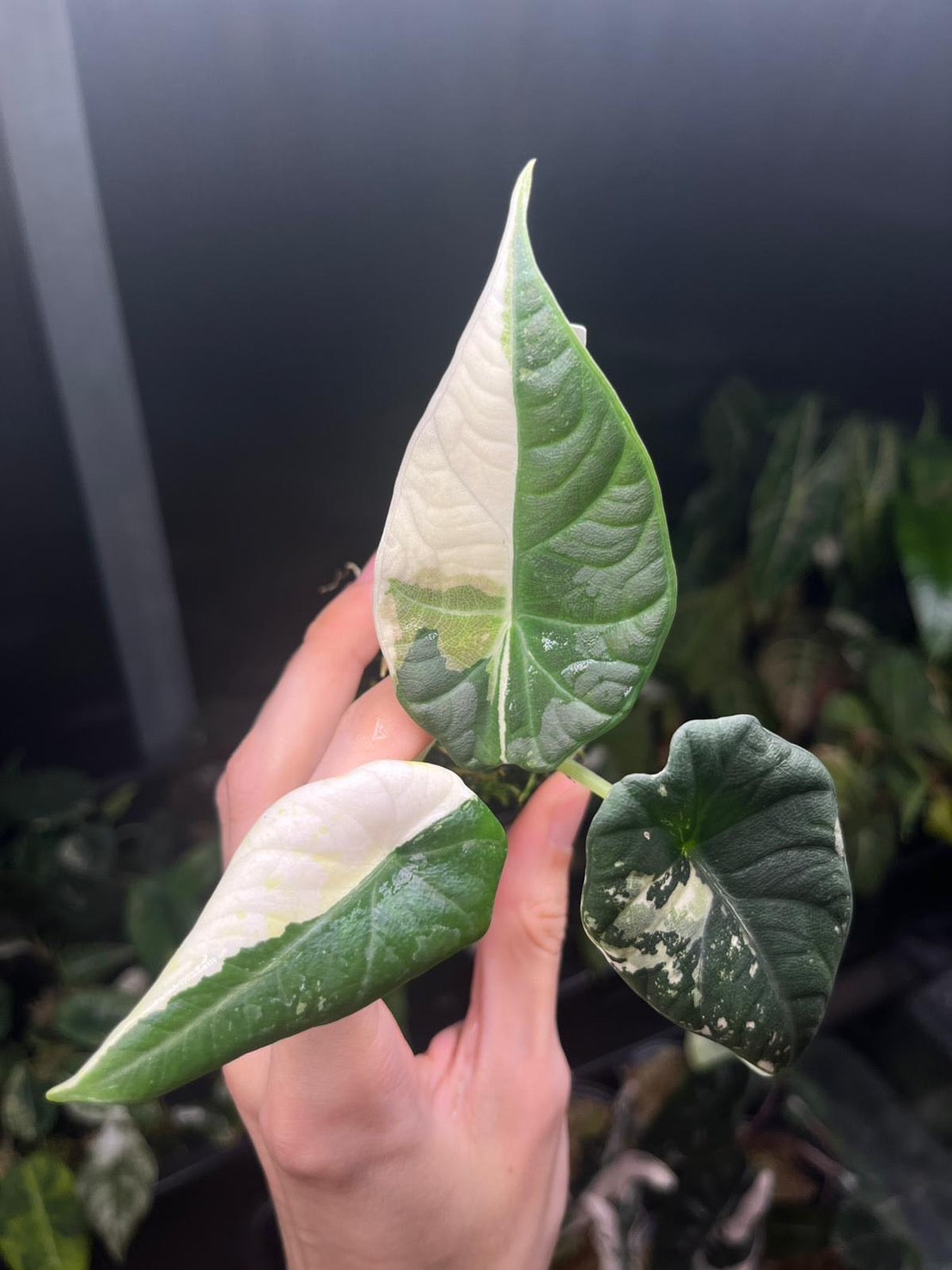 Alocasia “Maharani” Albo Variegated
