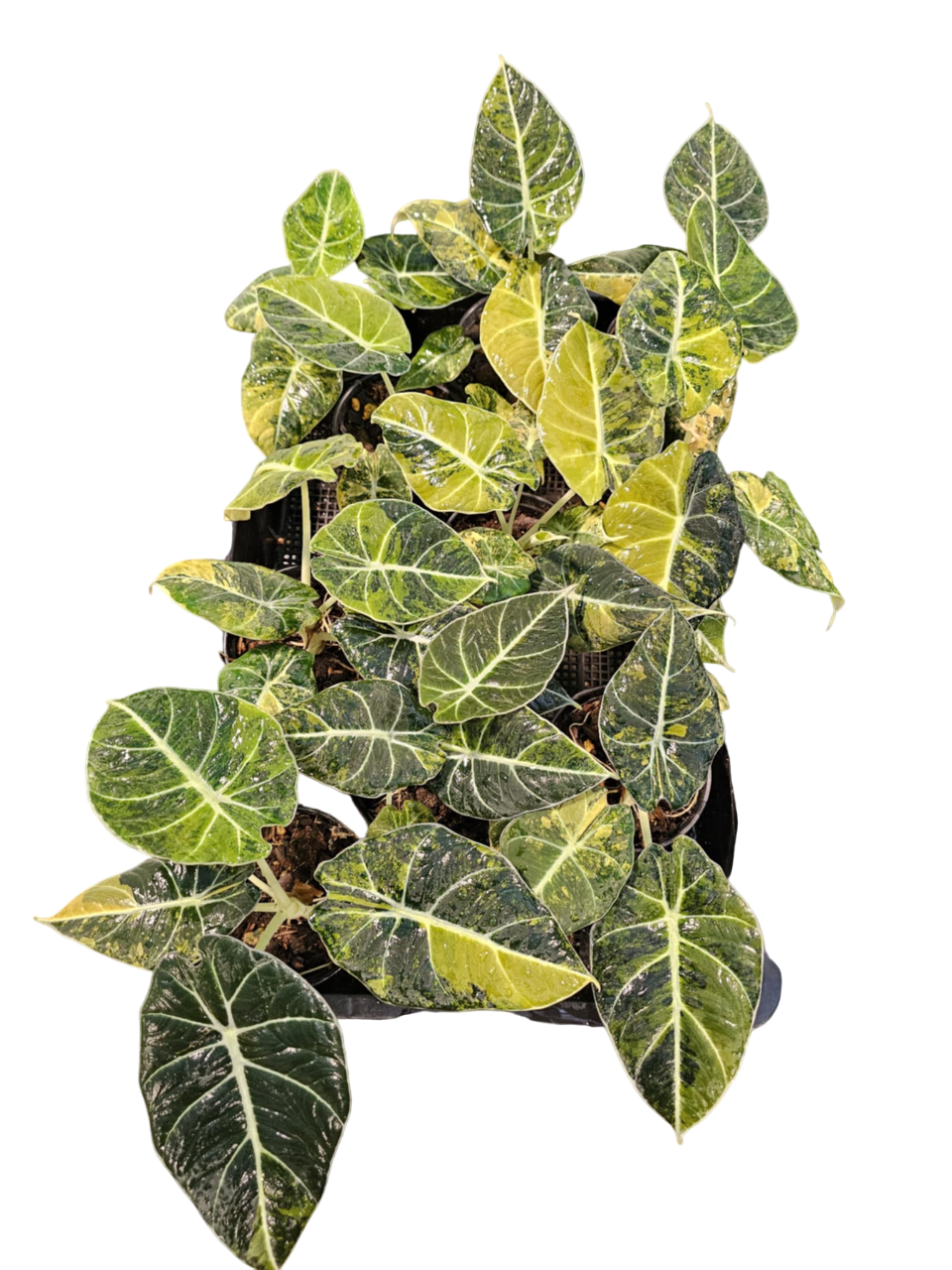 Alocasia Black Velvet “Gold” Variegated Set of 3 plants