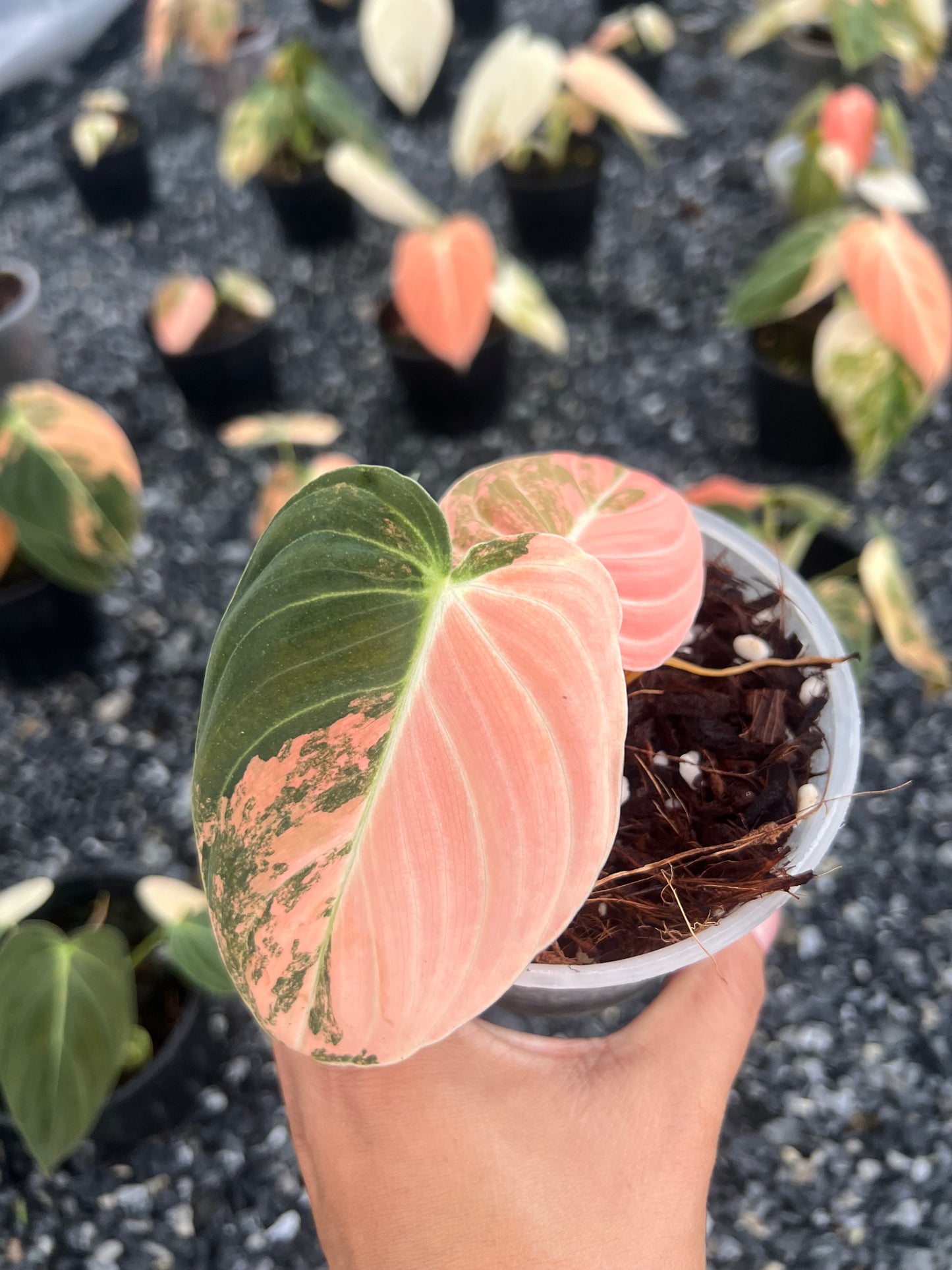 Philodendron Melanochrysum Orange Variegated