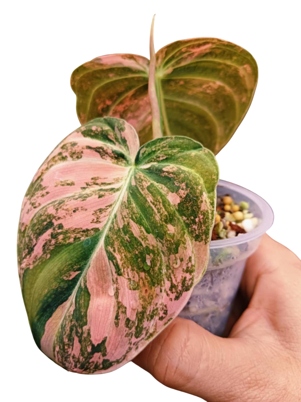 Philodendron Melanochrysum Variegated 2-3leaves
