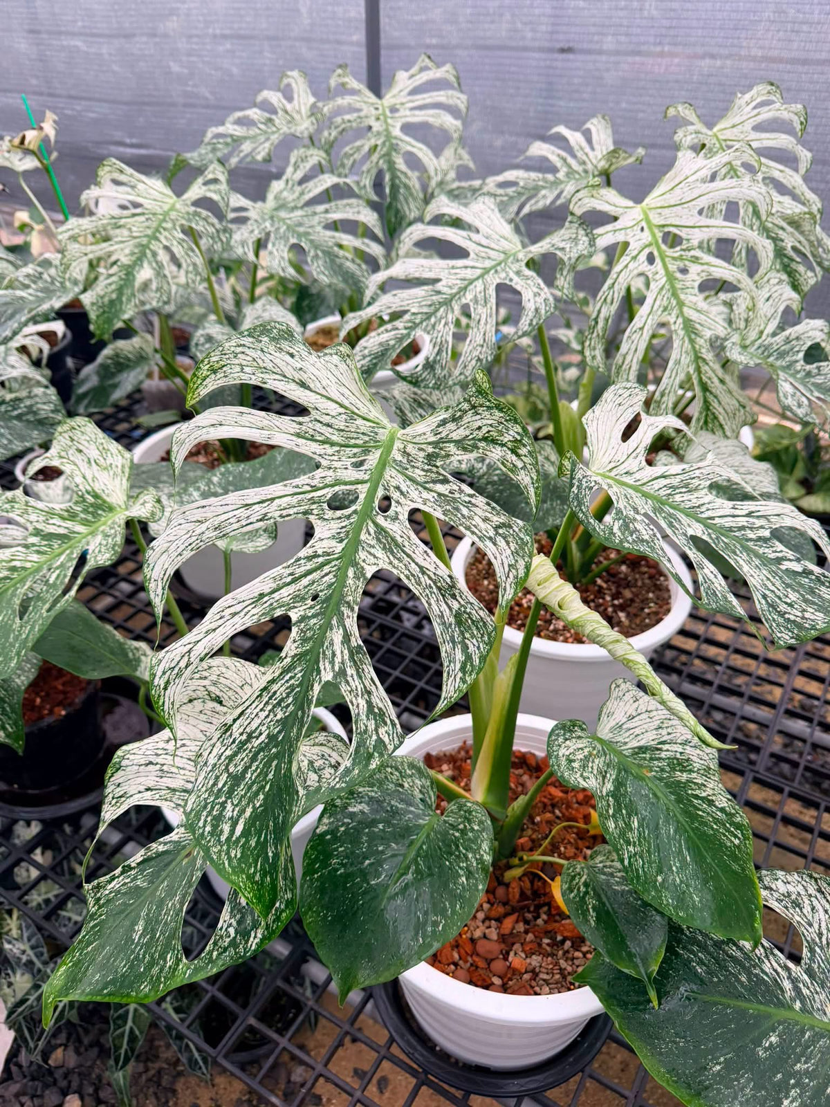 Monstera deliciosa ‘Devil Monster’ – Well-Rooted, 5–7 Leaves