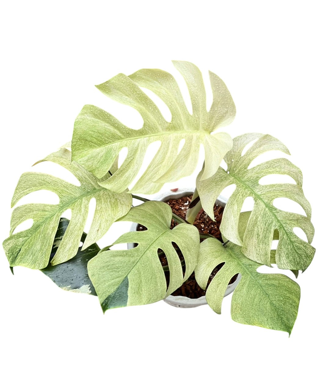 borsigiana vs monstera deliciosa Monstera Deliciosa x Borsigeana Full Mint – Lucky Plants Thailand