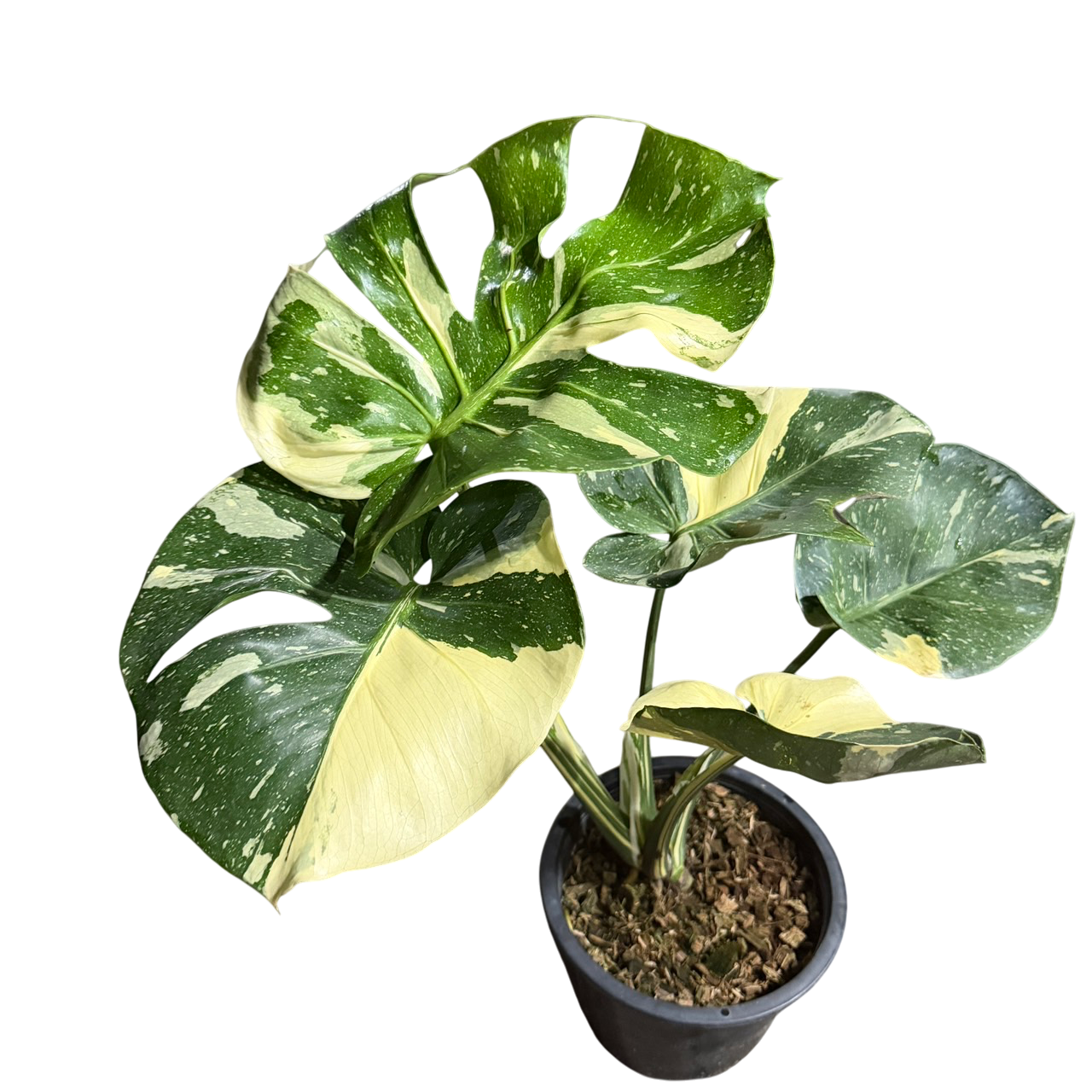Monstera Deliciosa “Cup Form” Variegated – Rare Collector’s Plant