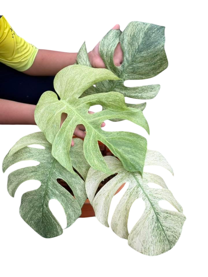 Monstera Borsigiana ‘Full Mint’ Variegated