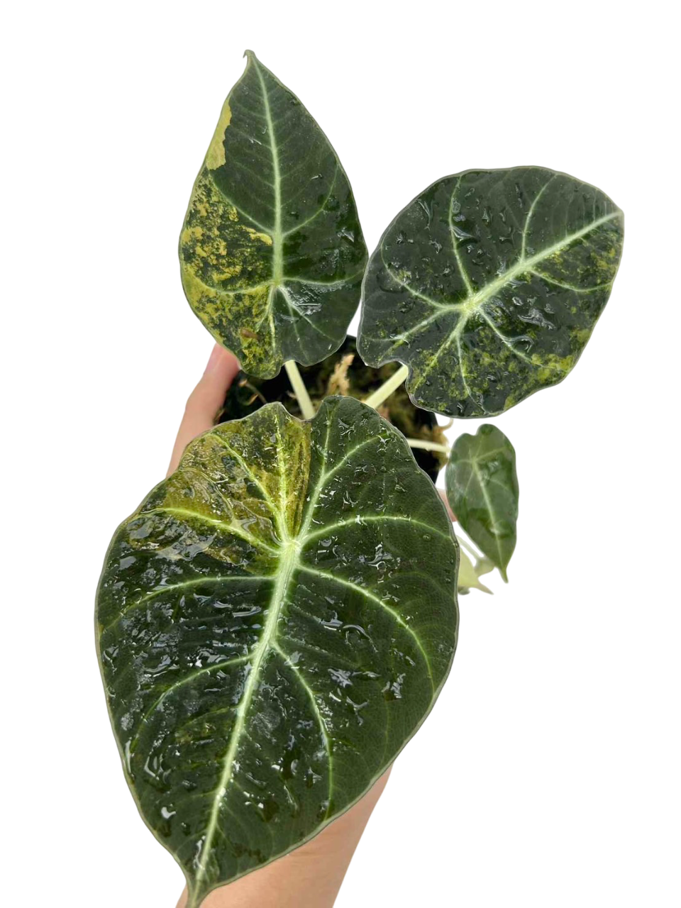 Alocasia Black Velvet “Gold” Variegated Set of 3 plants