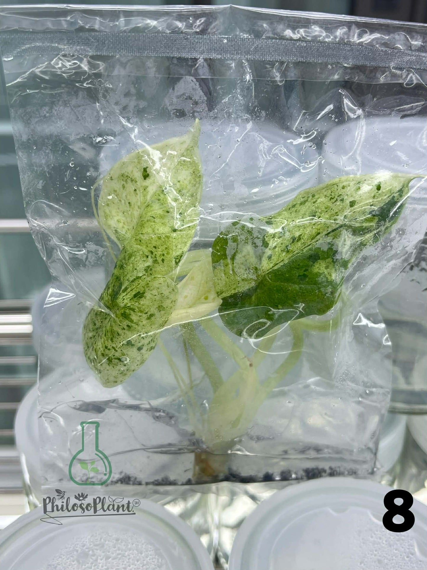 Alocasia Dragon Scale Mint – Tissue Culture (Set of 30)