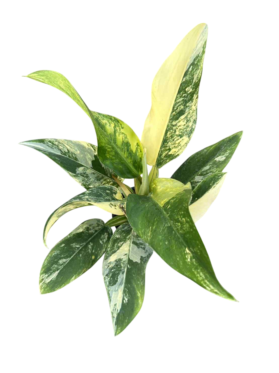 Philodendron Matianum variegated