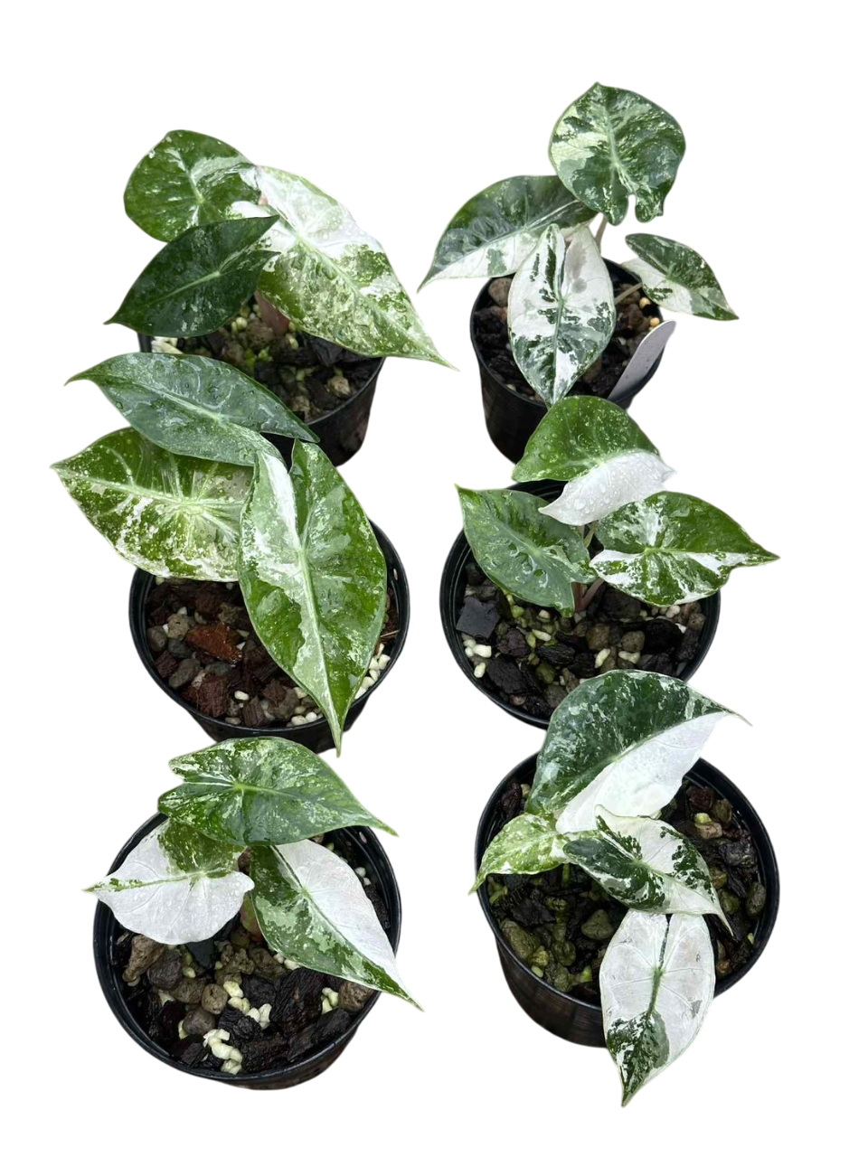 alocasia pink dragon albo variegata Alocasia pink dragon albo . Set of 5 plants