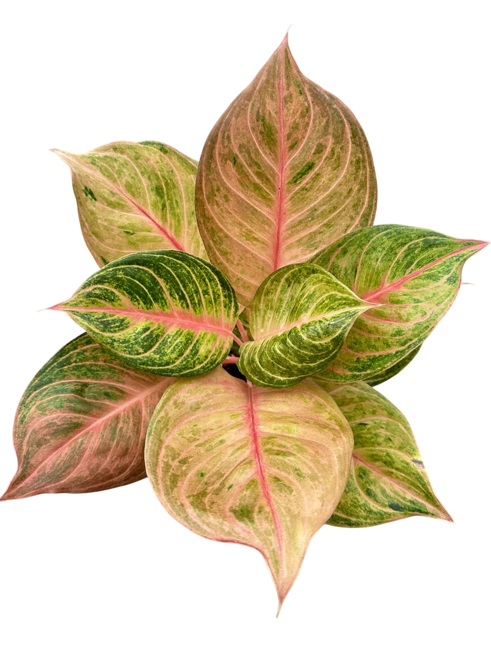 Aglaonema “Moonlight” (Moonlight Aglaonema) Wholesale Set of 10 Plants