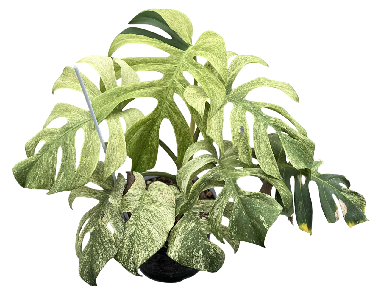Monstera Borsigiana Mint Big Mature Whole Plant
