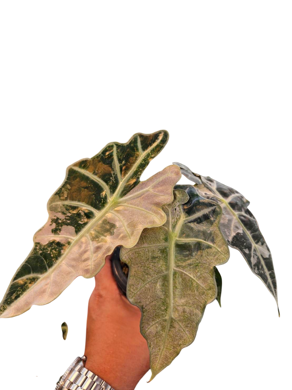 Alocasia Amazonica Albo Variegated – Lucky Plants Thailand