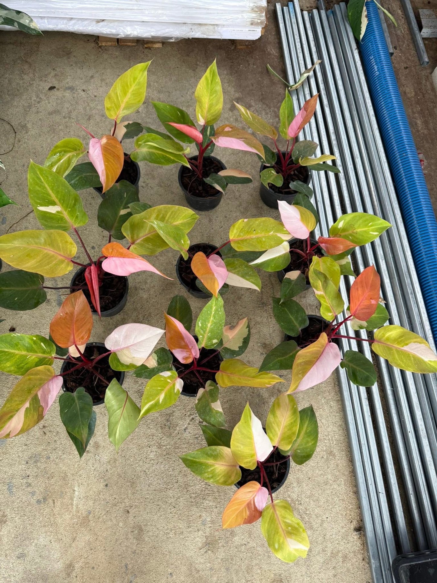 Philodendron Persimmon Princess Variegated