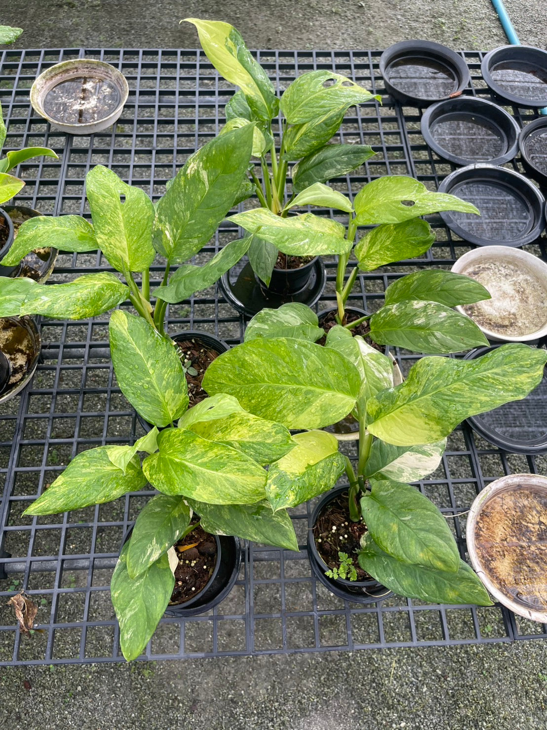 Monstera Obliqua ‘Mayuna’ Variegated – Set of 10