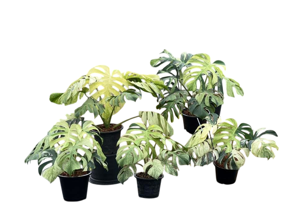 Monstera Borsigiana Mint Big Mature Whole Plant