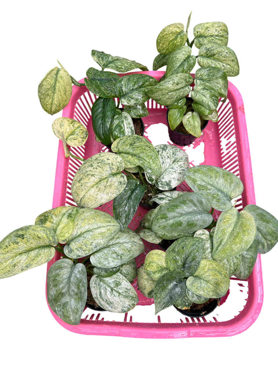 Scindapsus Cream brulee-Set of 5 plants