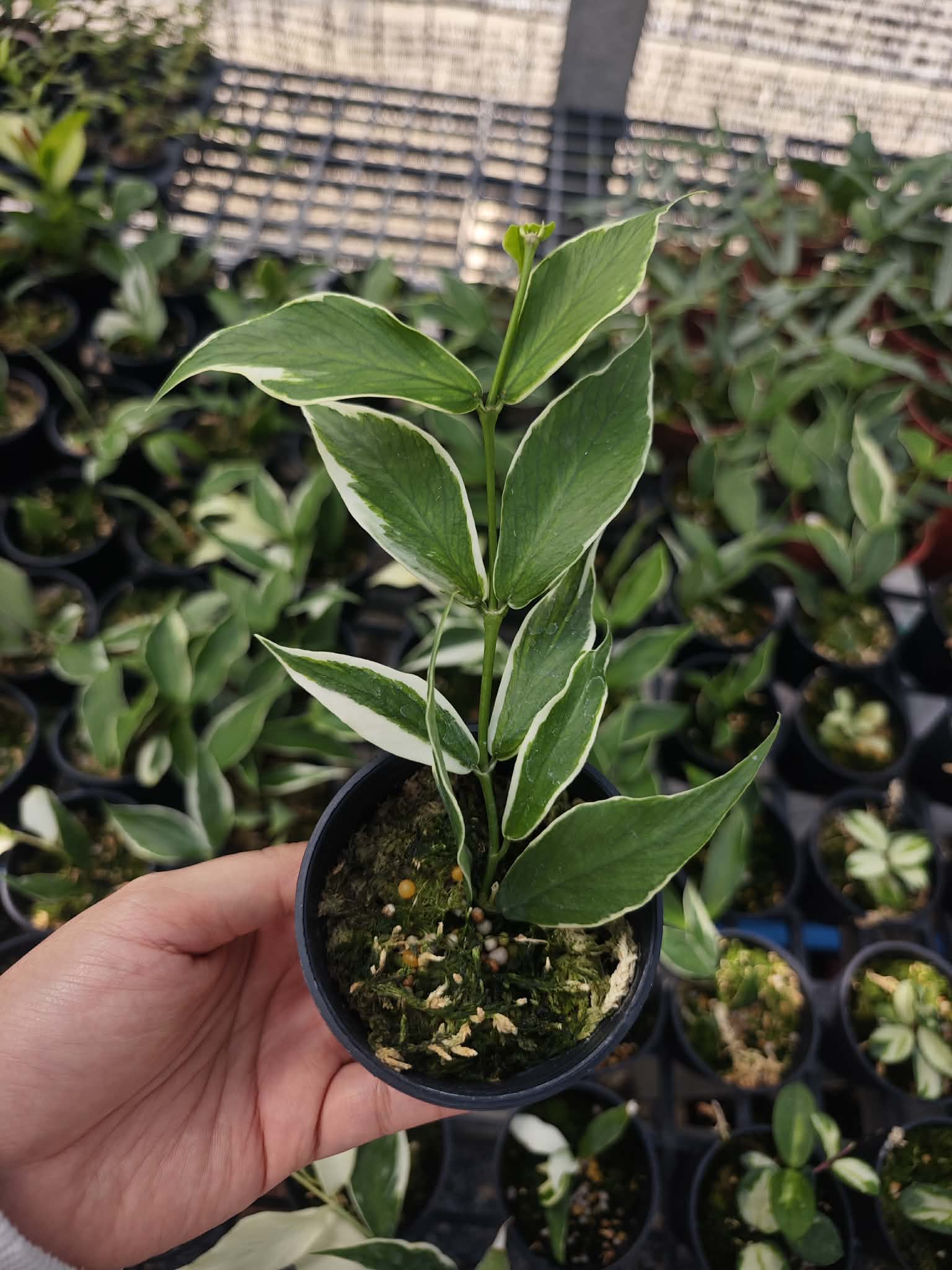 Hoya Polyneura Outer Variegated. Set of 10 plants – Lucky Plants Thailand