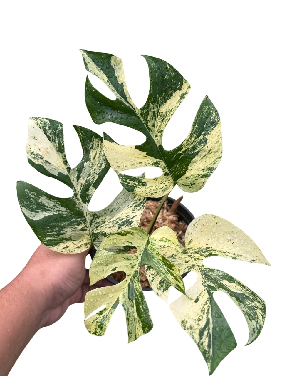 超希少Rhaphidophora Tetrasperma Migma Rhaphidophora Tetrasperma “Migma – Lucky Plants Thailand