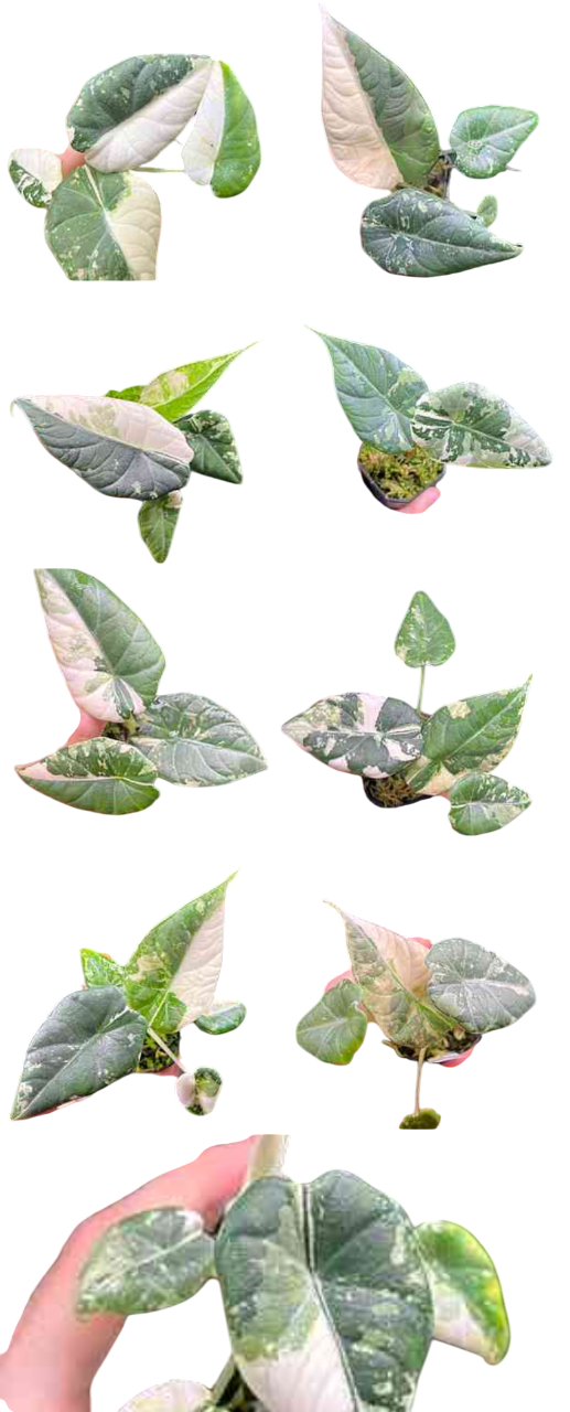 Alocasia “Maharani” Albo Variegated