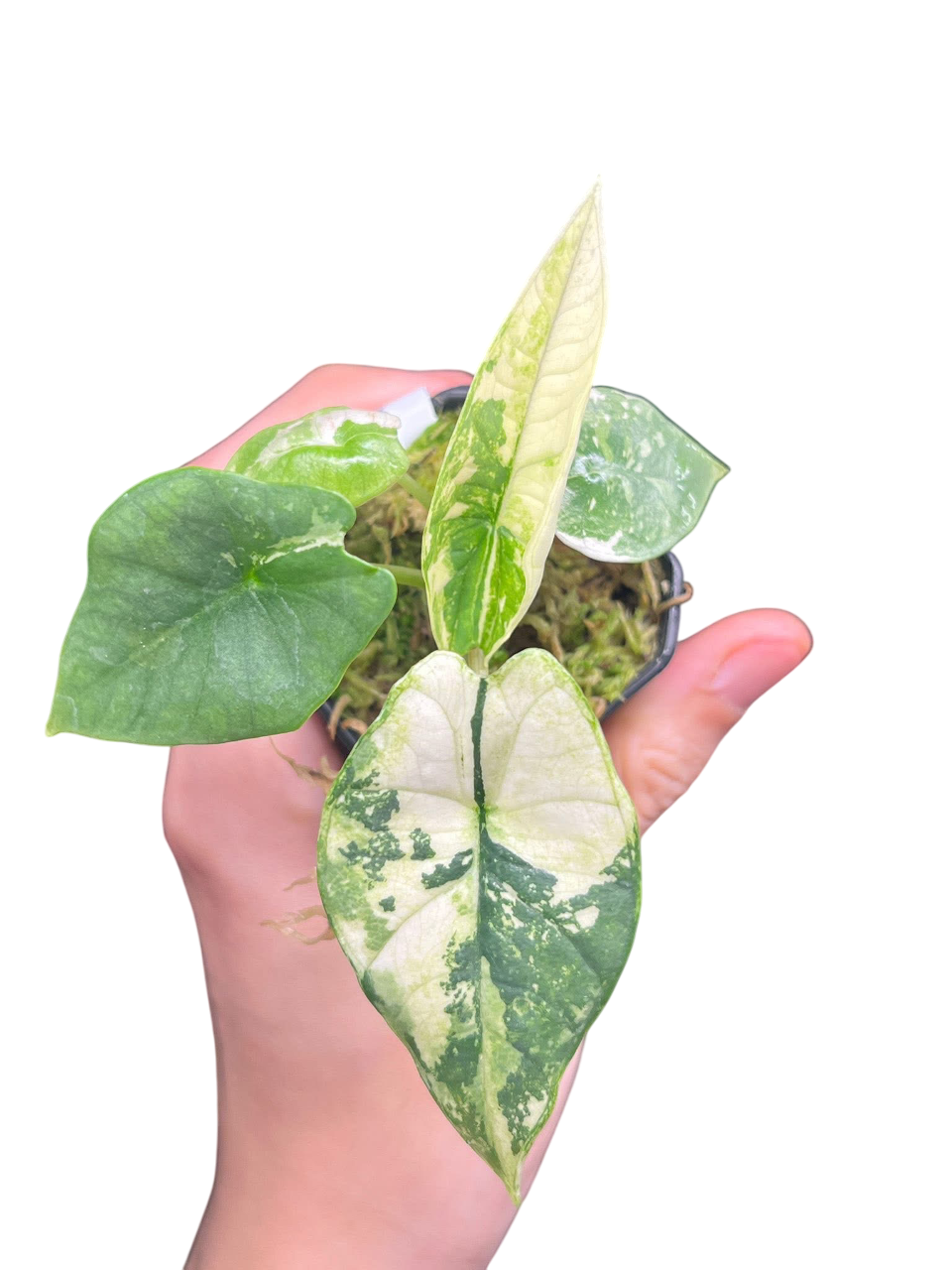 Alocasia Bisma (Platinum) Variegated