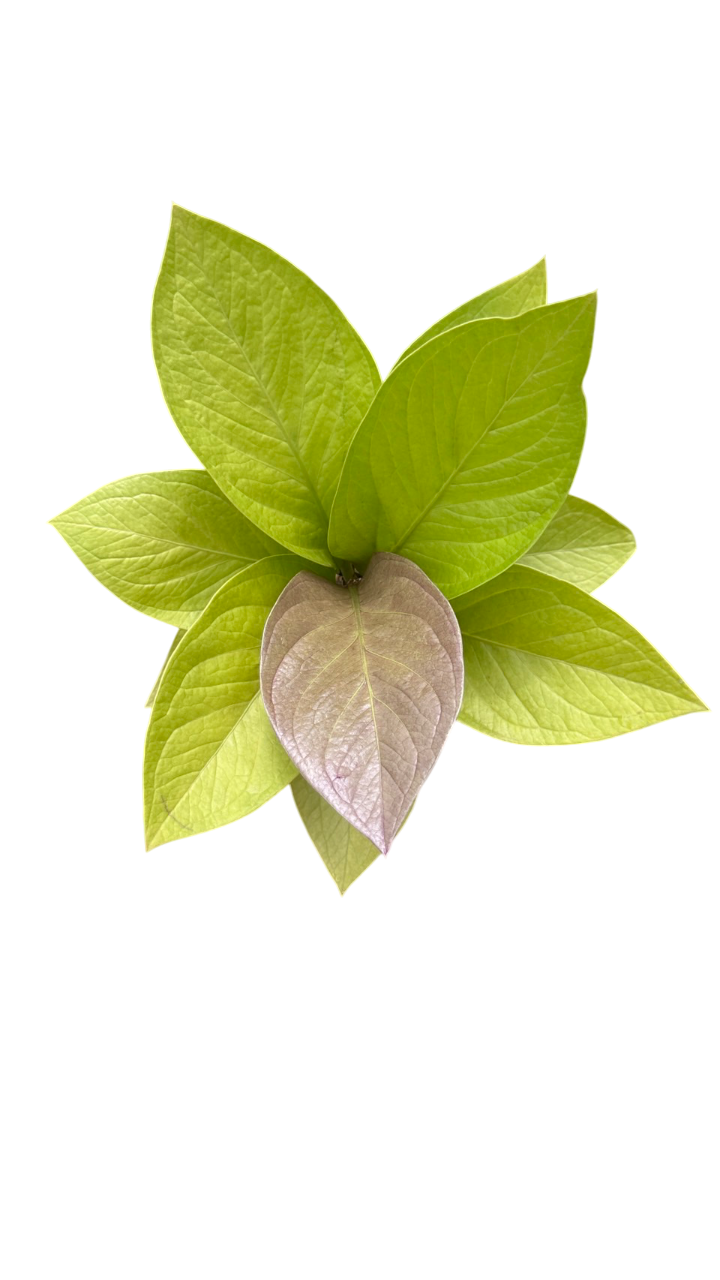 Aglaonema king of king