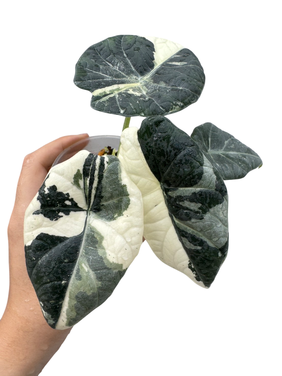 Alocasia Maharani Albo