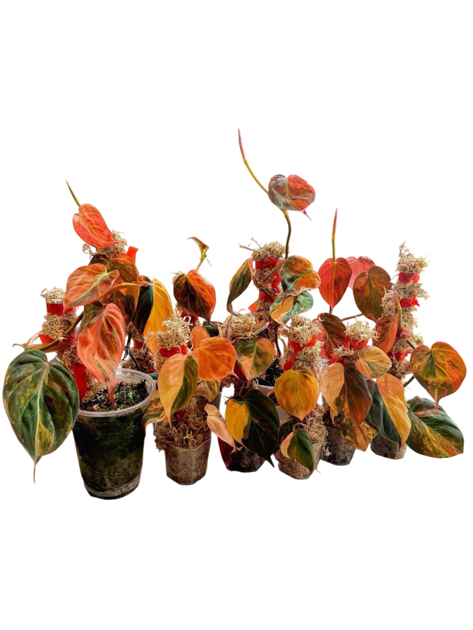 Philodendron Micans Pink Variegated Set of 5 Plants