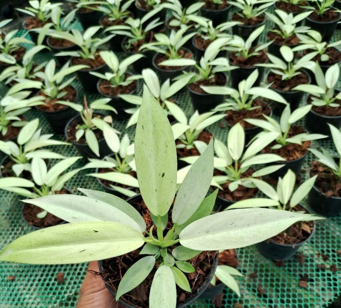 Philodendron Whipple Way – Set of 10 Plants
