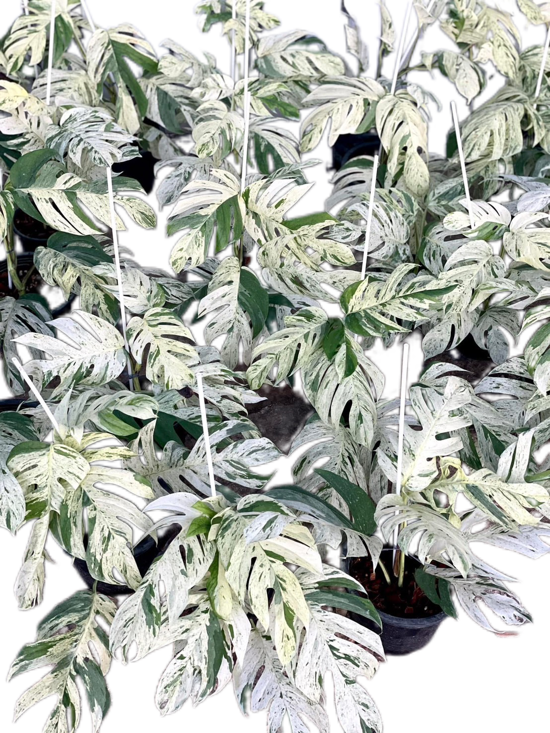 Epipremnum Pinnatum Marble Variegated - Set of 10 Plants