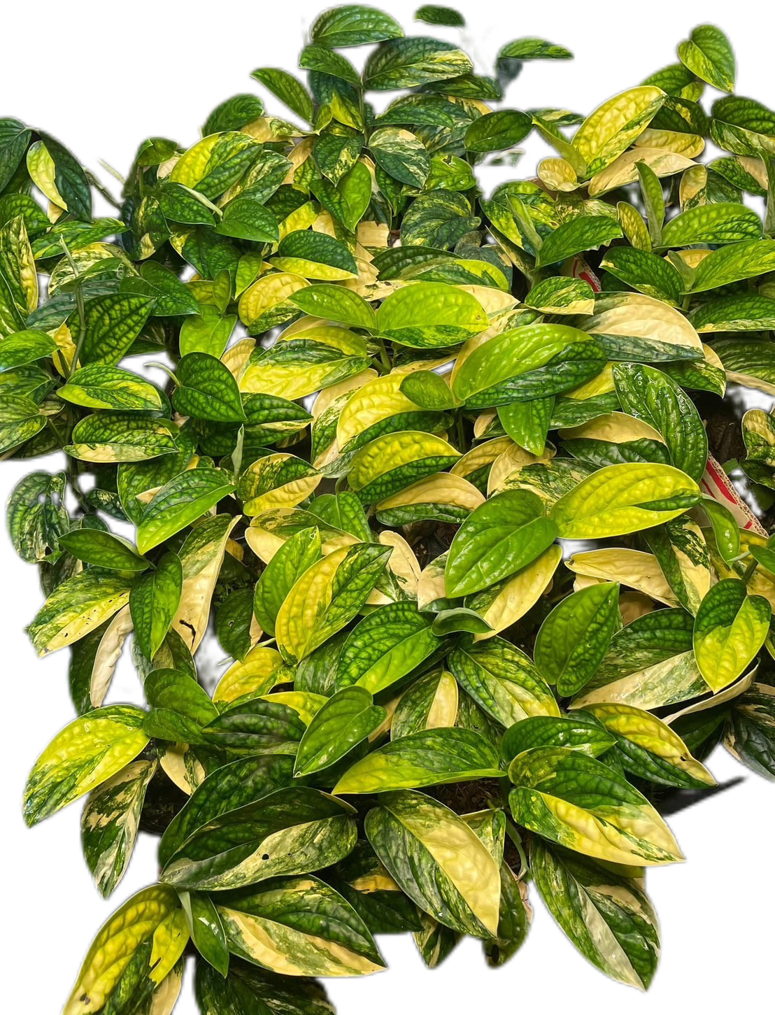 Monstera Karstenianum Variegated - Set of 10 Plants