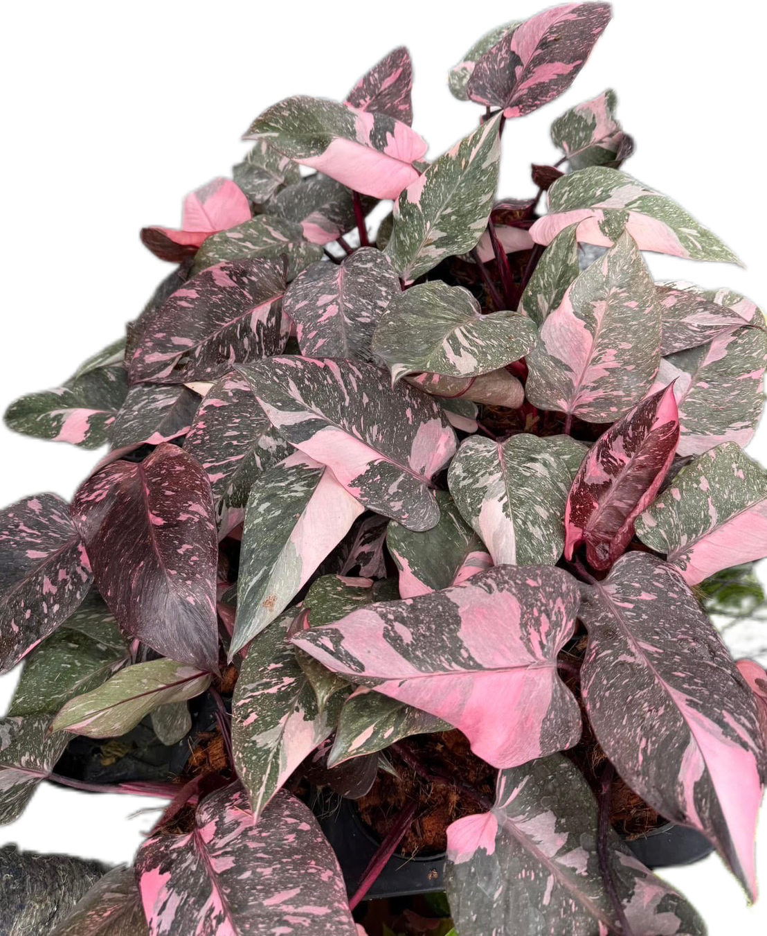 Philodendron Pink Princess Galaxy – Set of 10 Plants