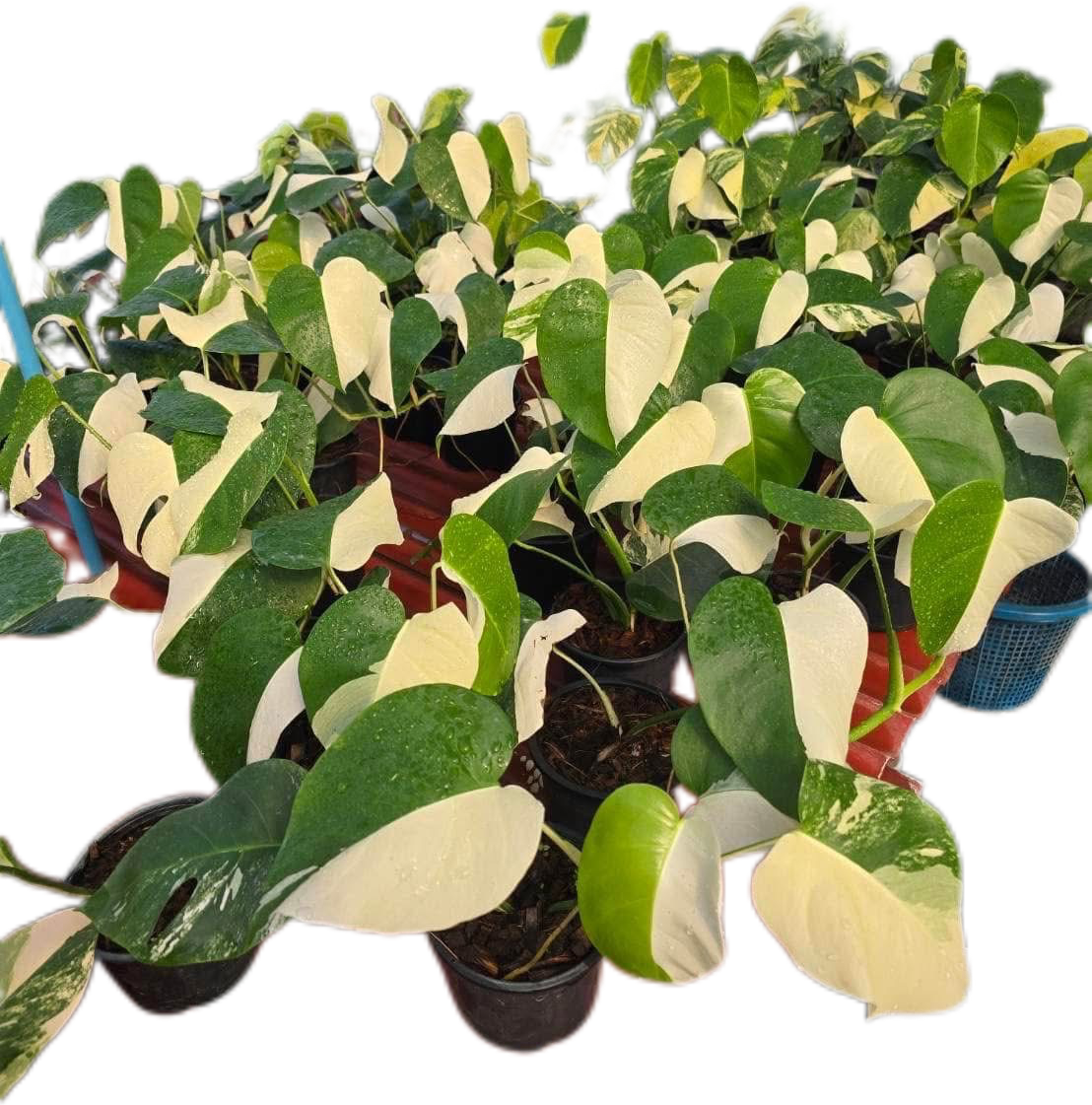 Monstera Albo Borsigiana Variegated – Set of 10 Plants