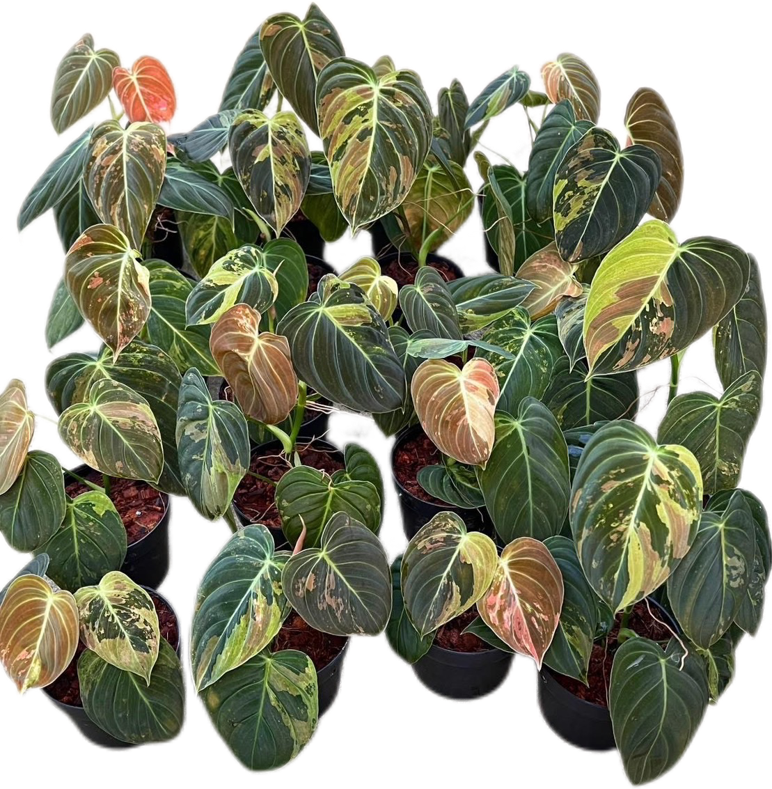 Philodendron Melanochrysum Variegated – Set of 10 Plants
