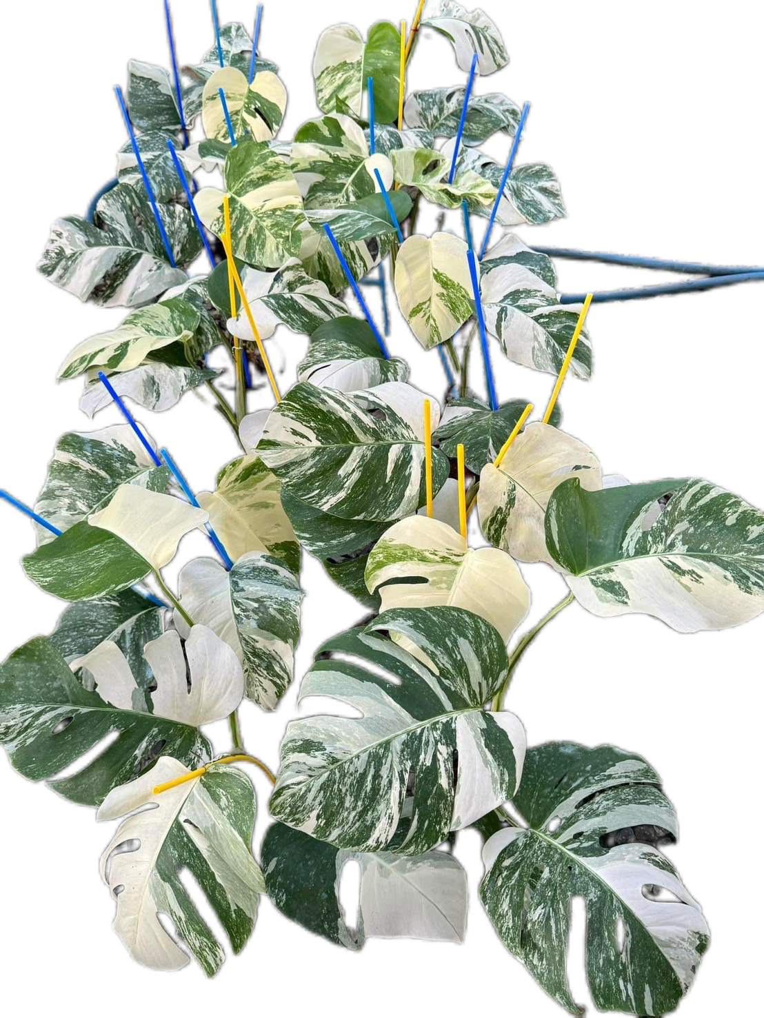 Monstera Albo Borsigiana Variegated  Rare Collectors Plant Set (10 Plants)