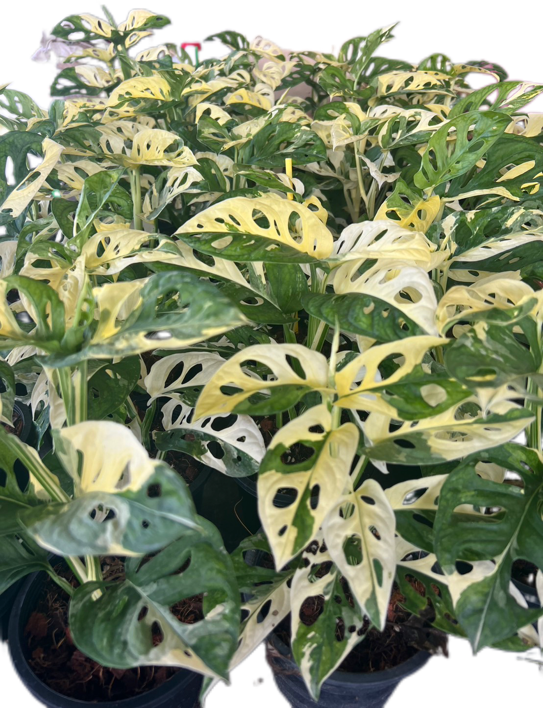 Monstera Adansonii Albo Variegated - Set of 10 Plants