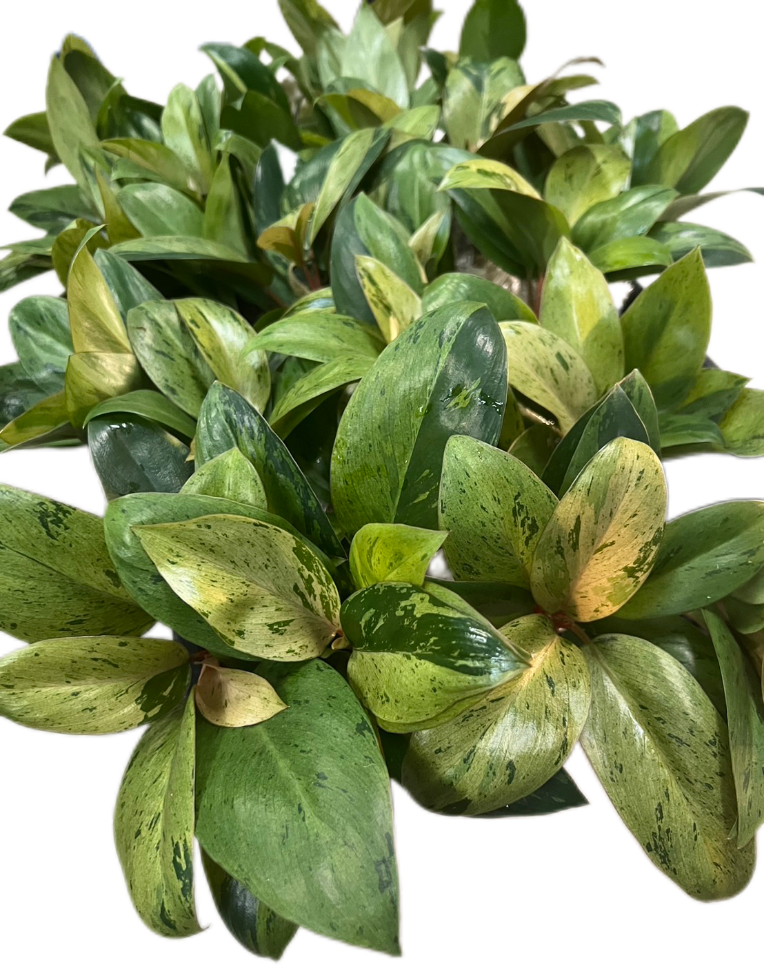 Philodendron Red Congo Dwarf Variegated - Set of 10 Plants