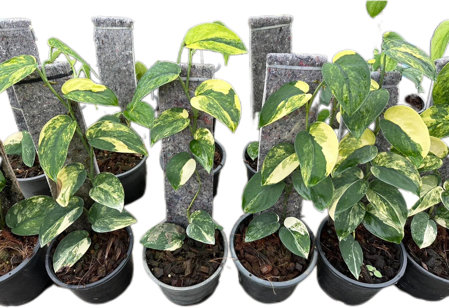 Scindapsus Jade Satin Variegated - Set of 10 Plants