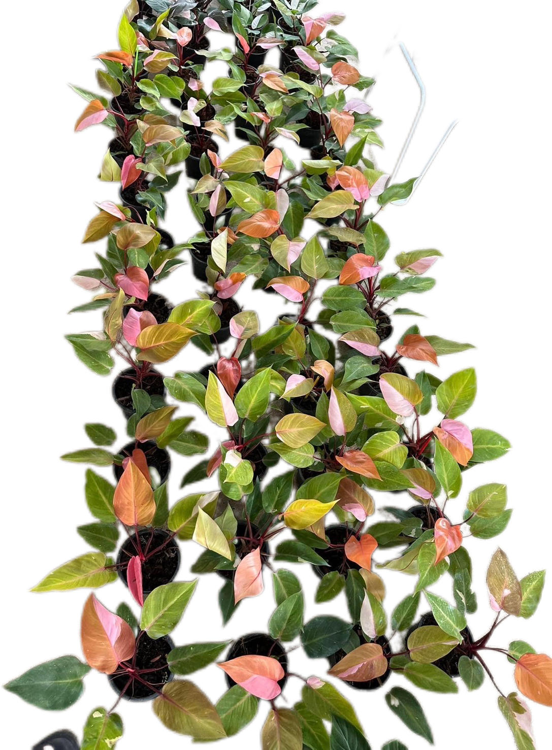 Philodendron Persimmon Princess Variegated