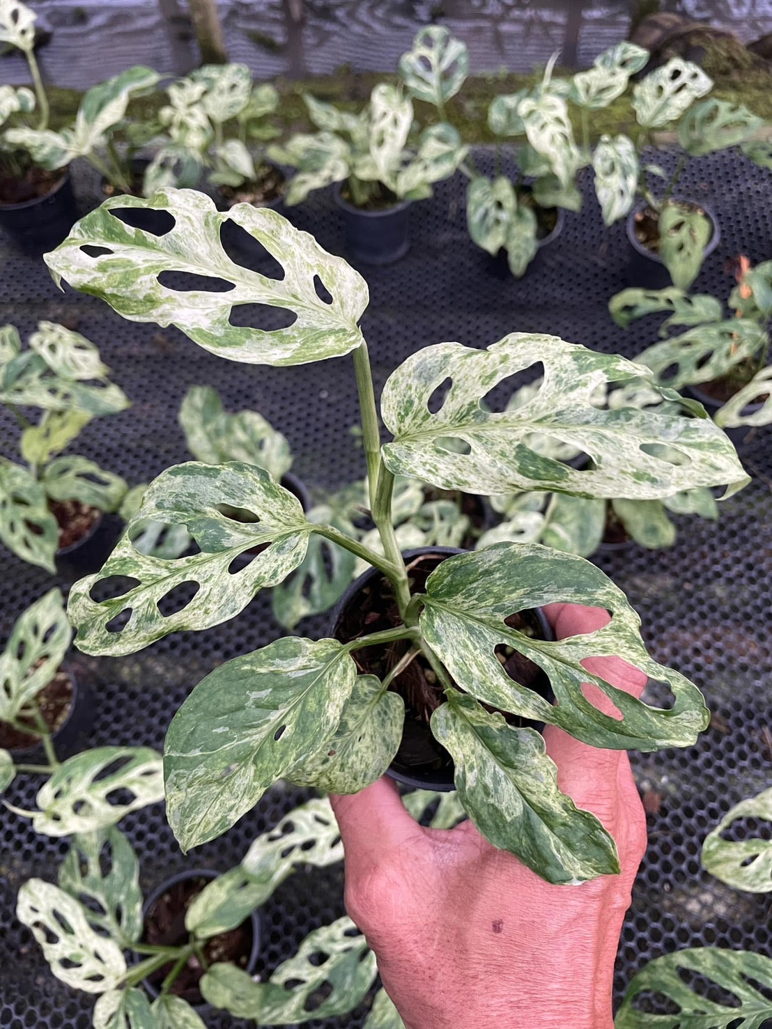 Monstera Laniata Mottled Variegated - Set of 10 Plants