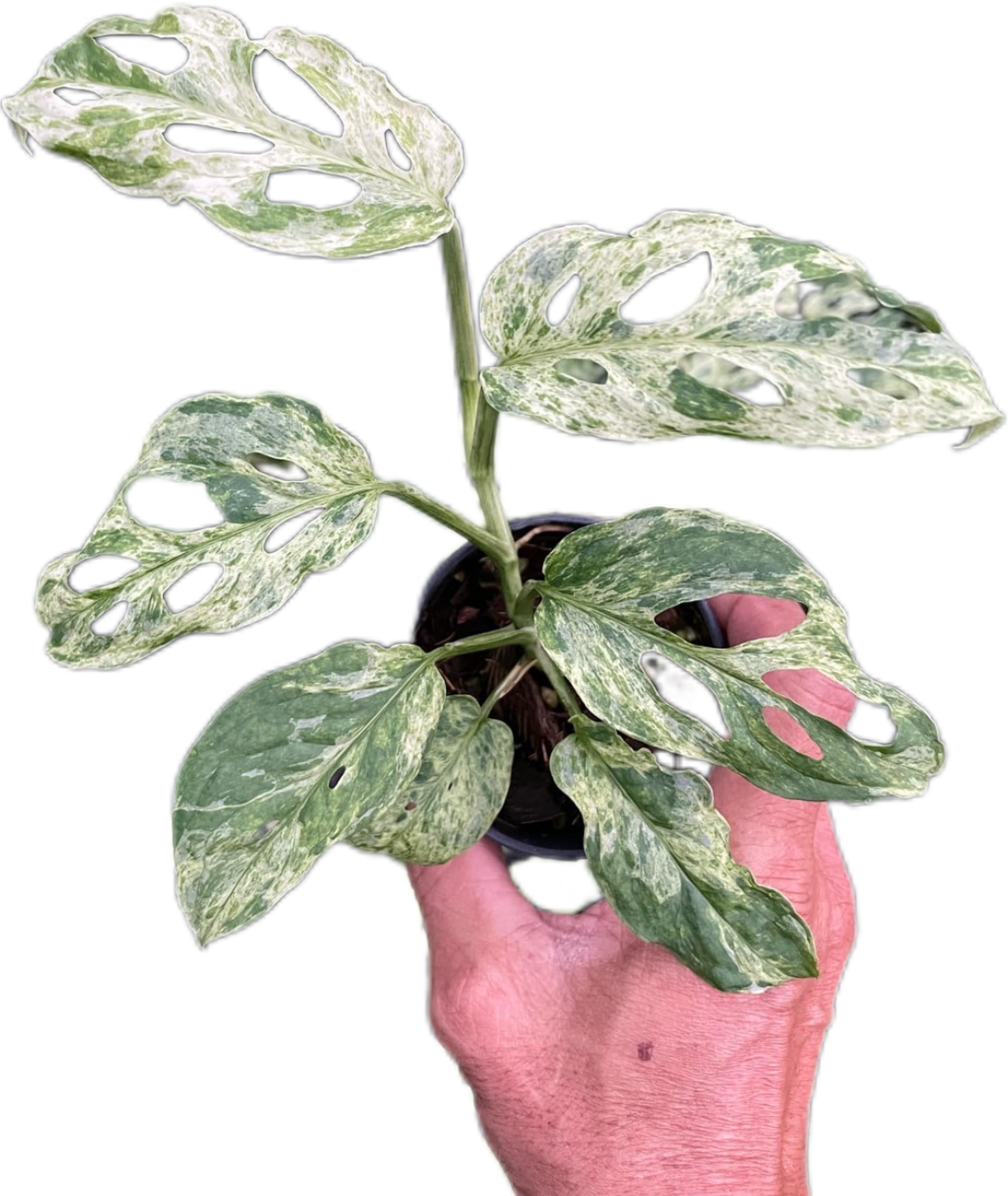Monstera Laniata Mottled Variegated - Set of 10 Plants
