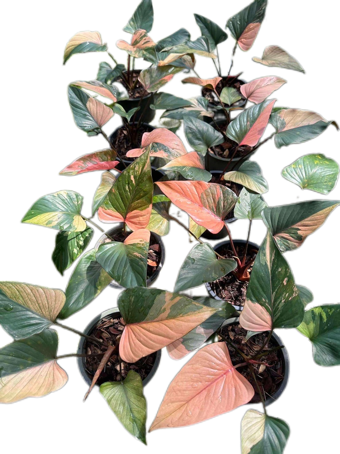 Homalomena Pink Diamond Variegated - Set of 10 Plants