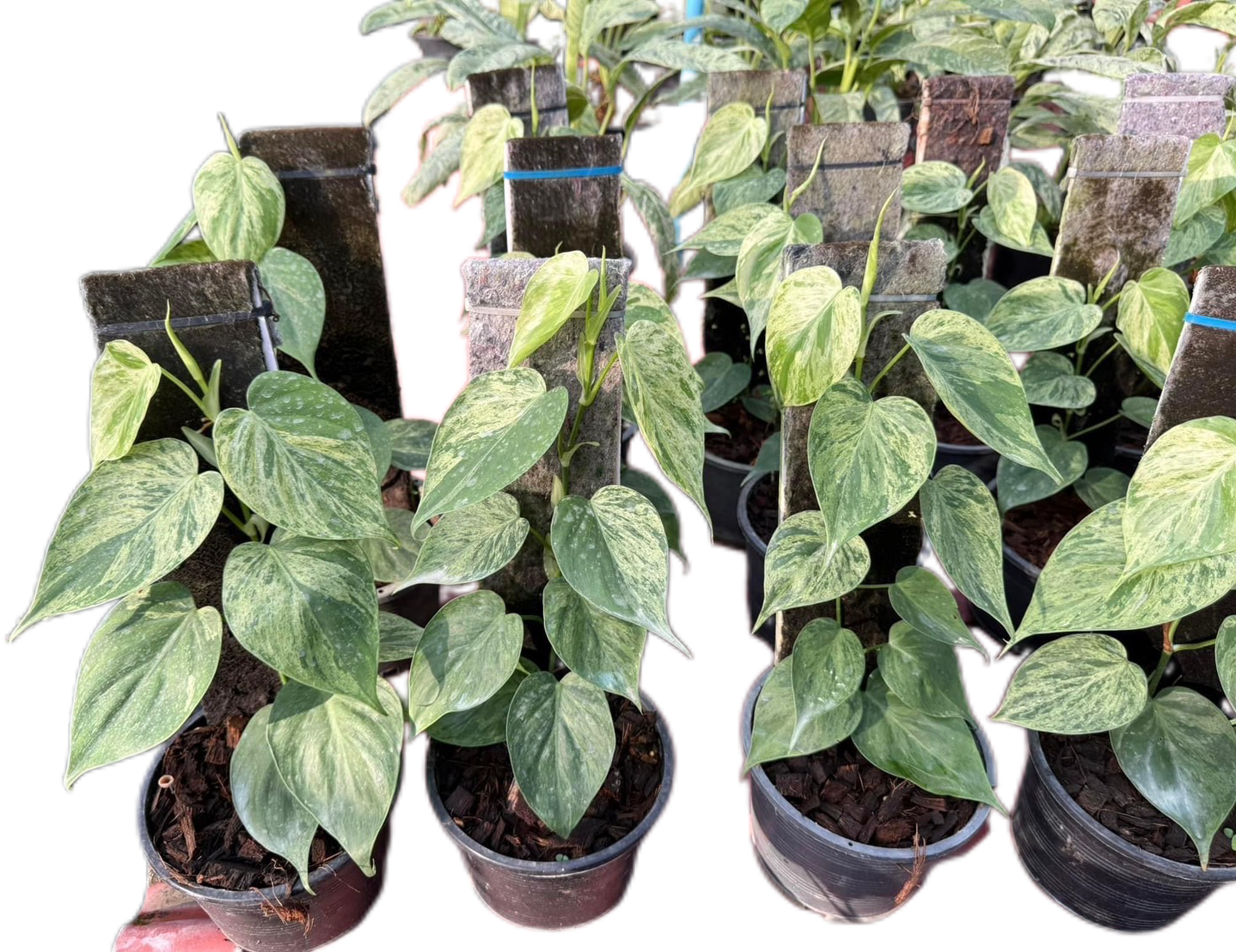 Philodendron Hederaceum Heartleaf Variegated - Set of 10 Plants