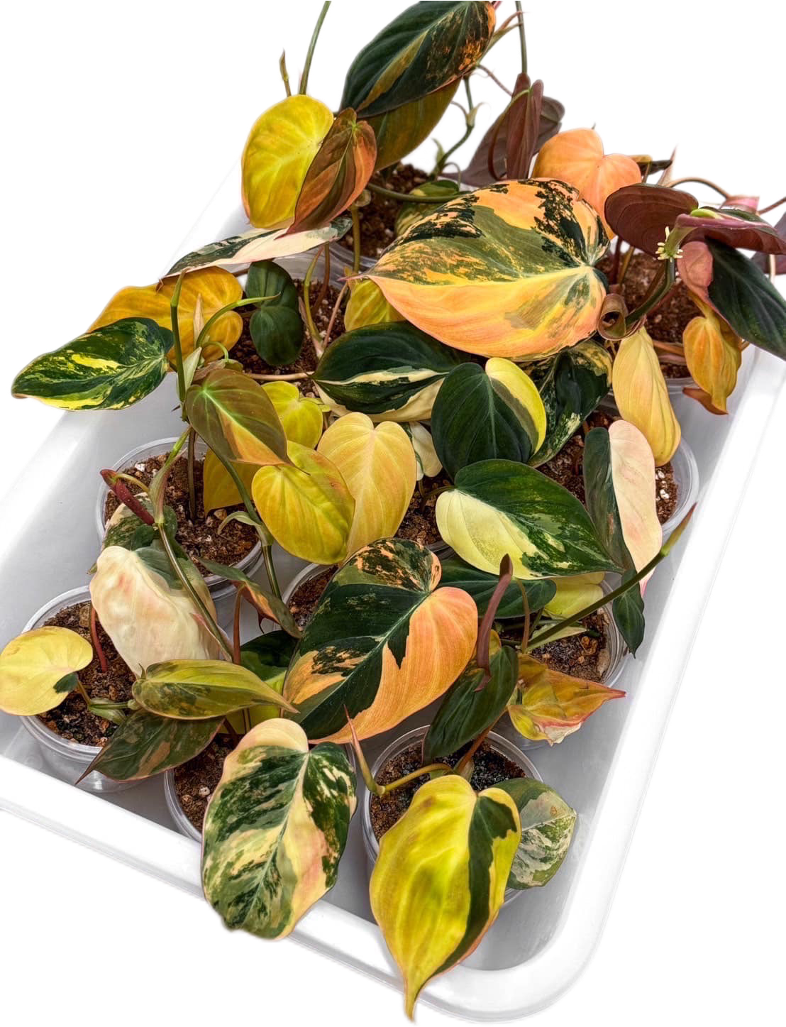 Philodendron Micans Variegated - Set of 10 Plants