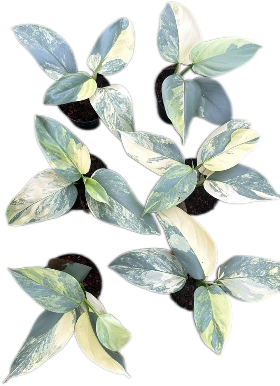 Philodendron Hastatum Silver Sword Variegated - Set of 10 Plants