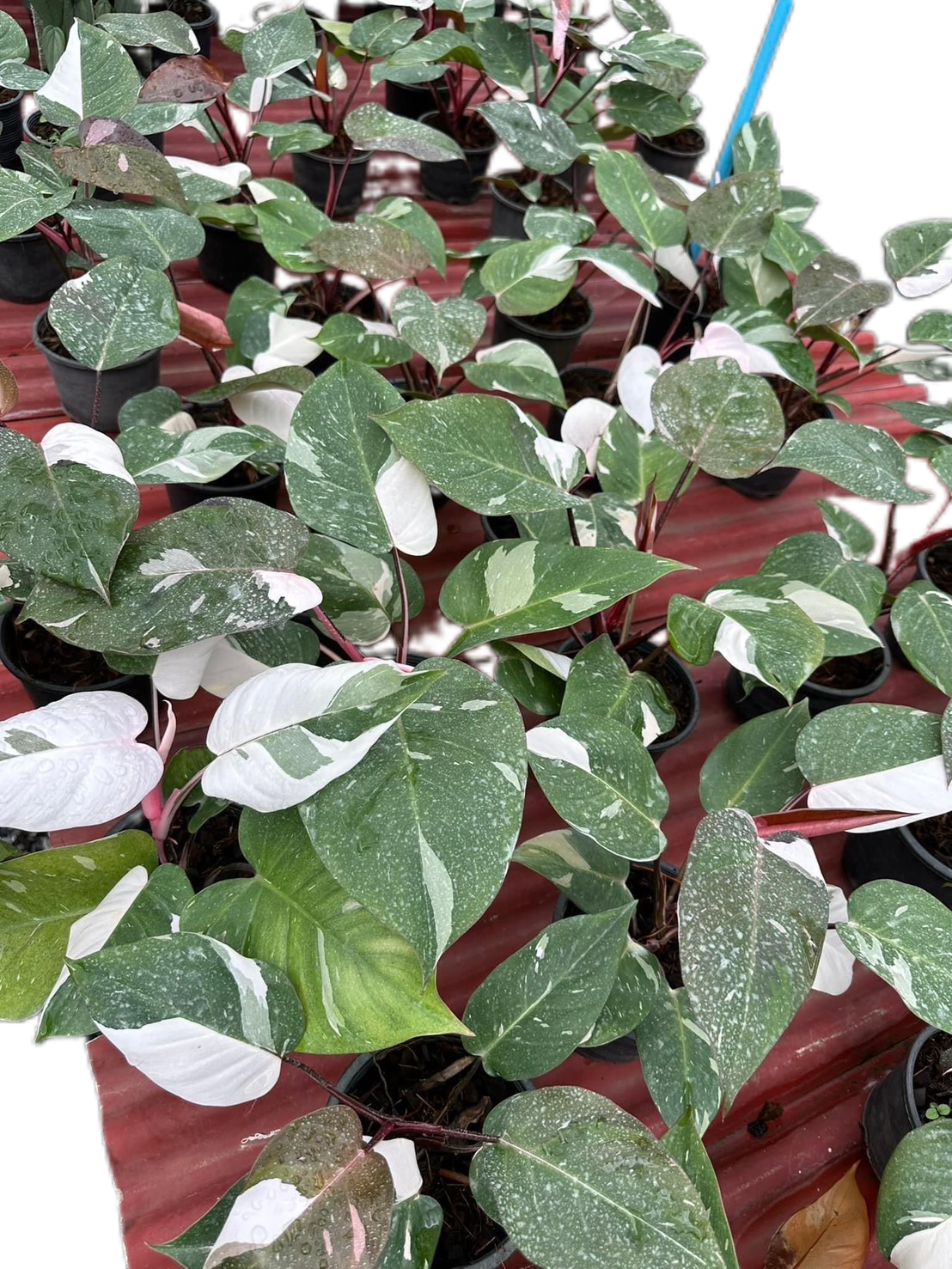 Philodendron Red Anderson Variegated - Set of 10 Plants