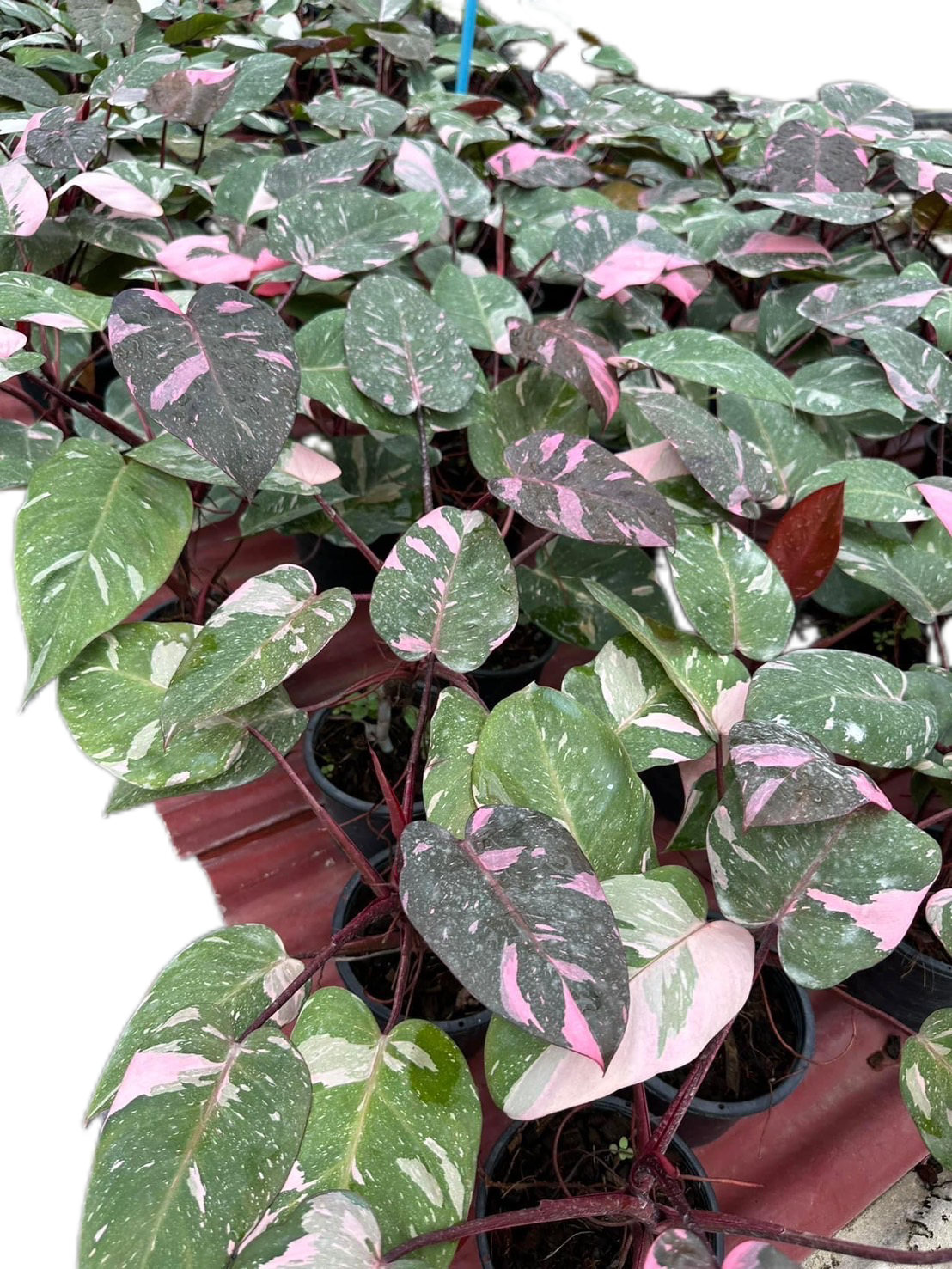 Philodendron Pink Princess Marble King - Set of 10 Plants