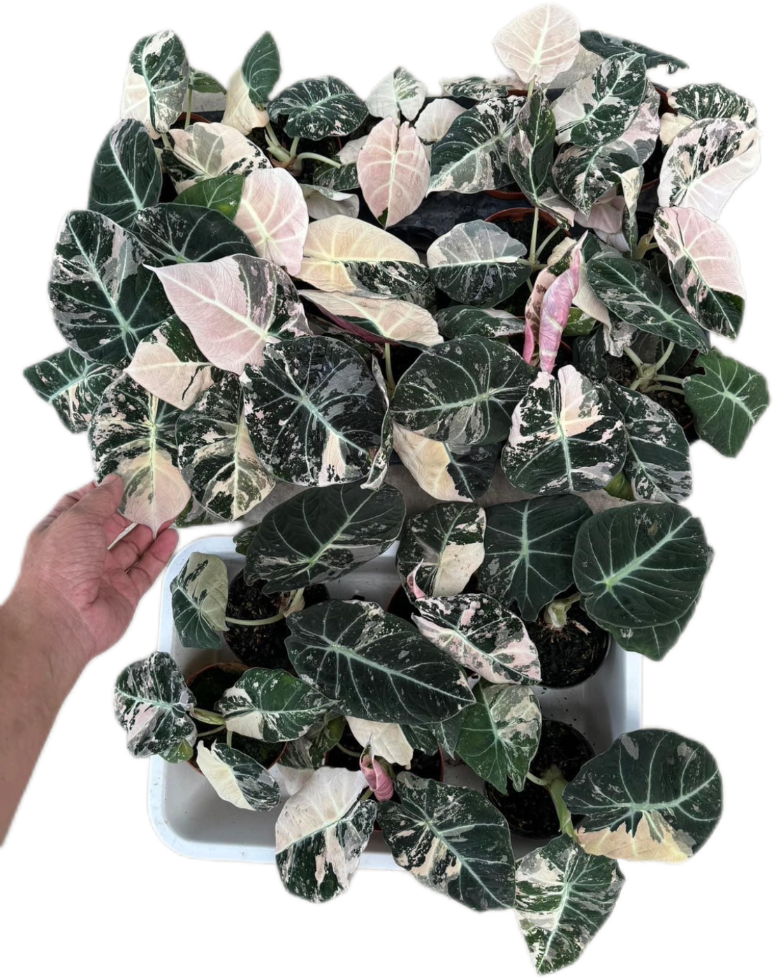 Alocasia Black Velvet Pink Variegated - Set of 5 Plants